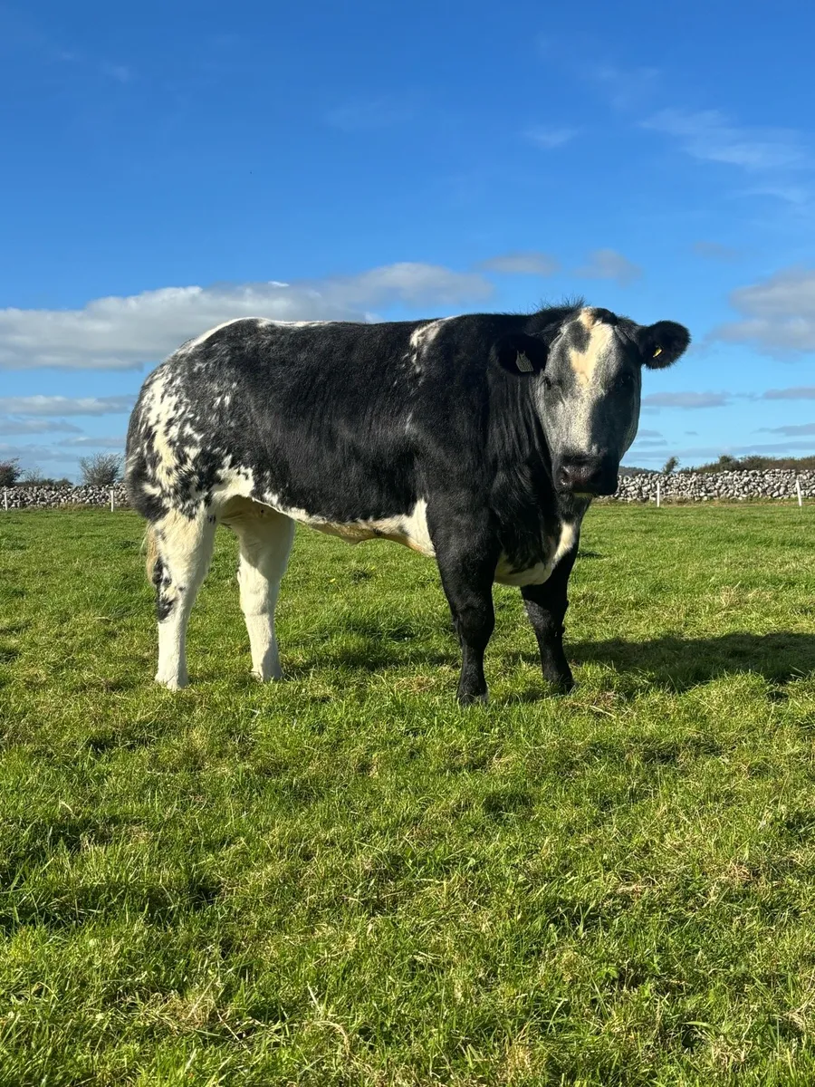 💥HEIFERS FOR BALLA MART 31st OCTOBER💥 - Image 3