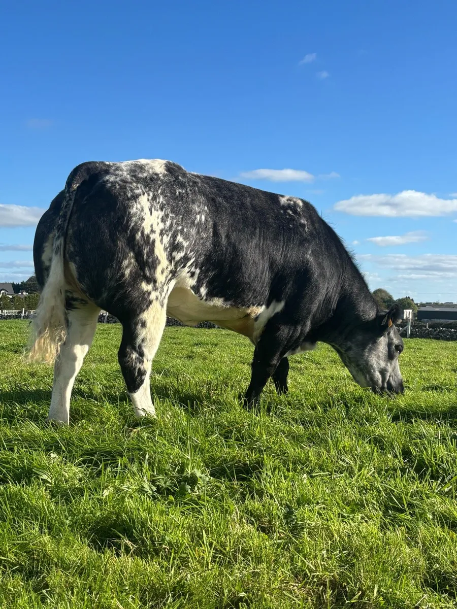 💥HEIFERS FOR BALLA MART 31st OCTOBER💥 - Image 4