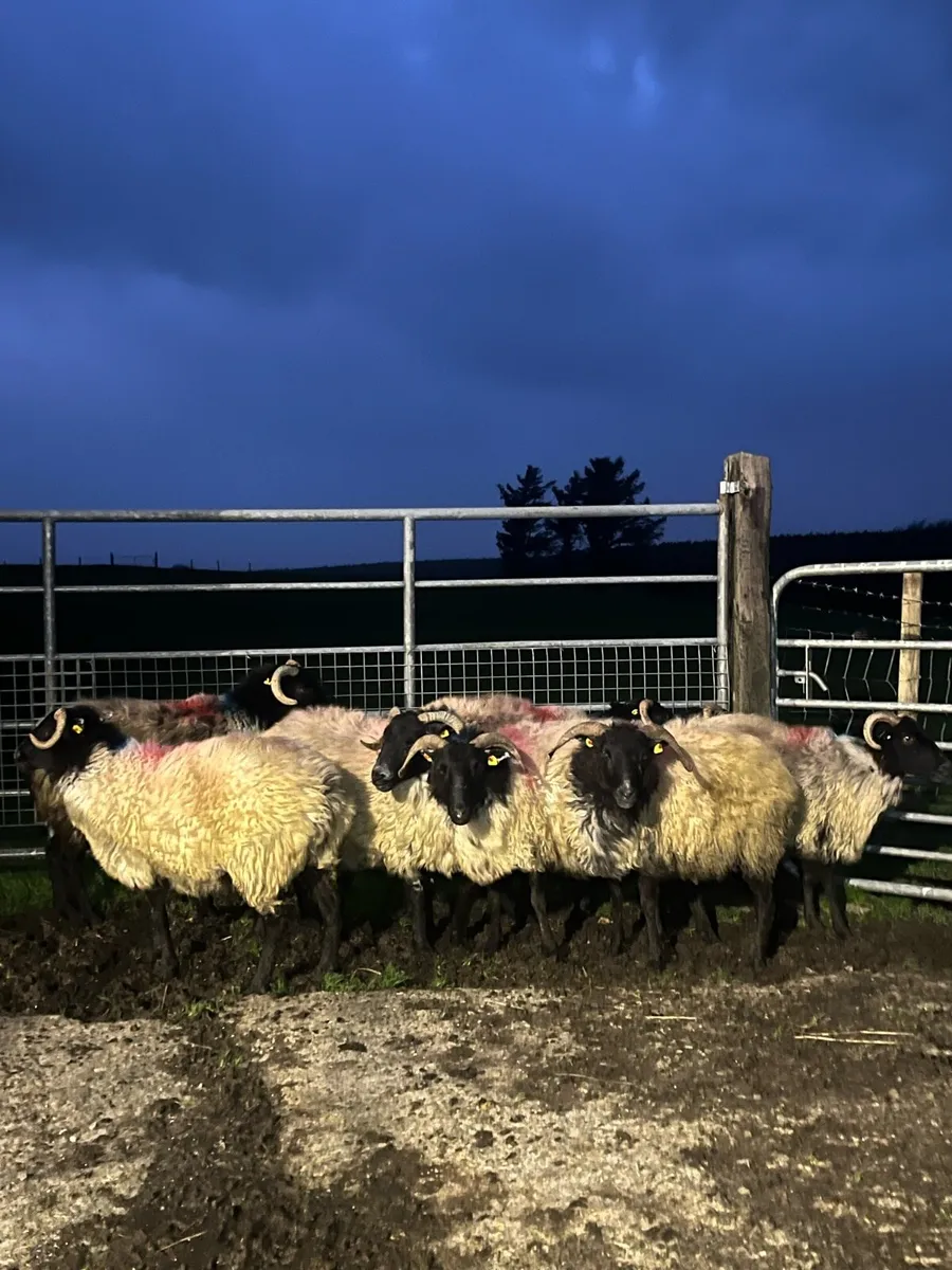 Blackface Ewes - Image 1