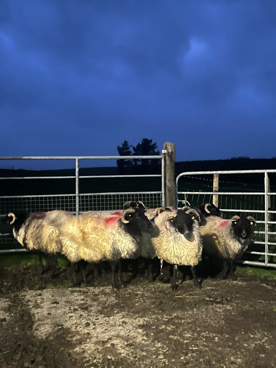 Blackface Ewes - Image 2