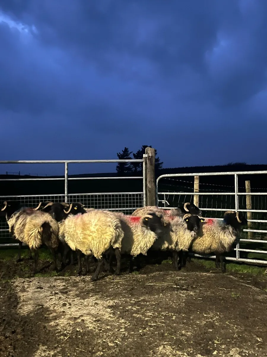 Blackface Ewes - Image 3