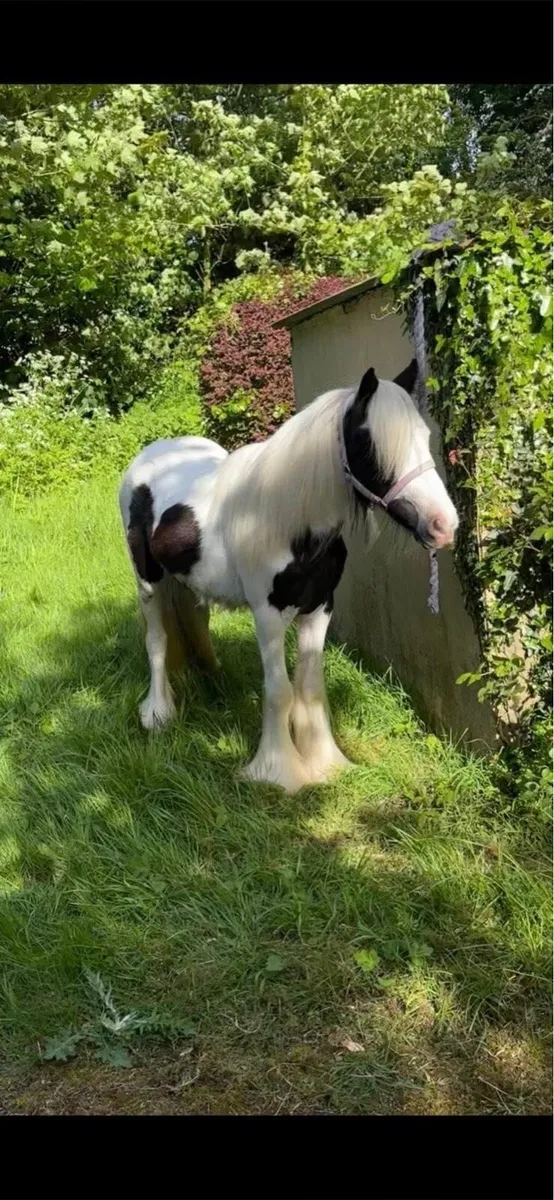 Mare pony for sale - Image 2
