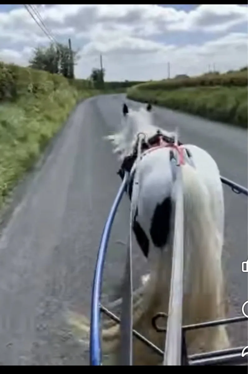 Mare pony for sale - Image 3