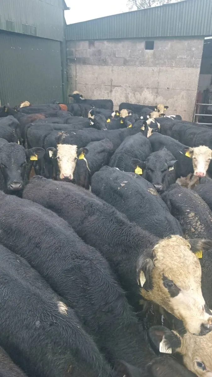44 hereford and angus bull weanlings
