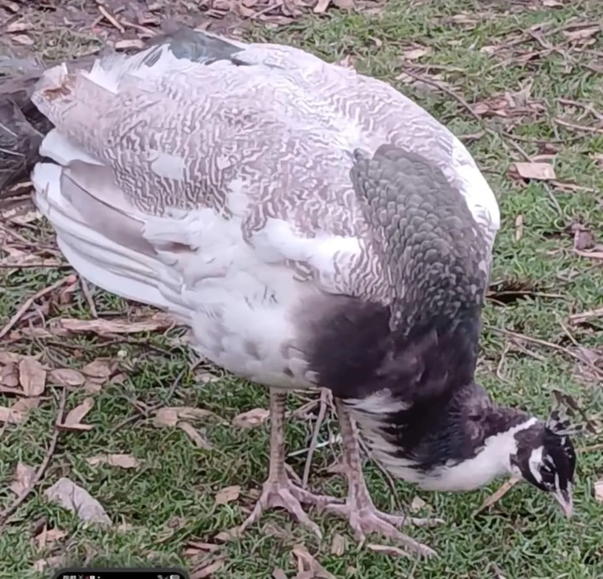 Peacock - Image 2
