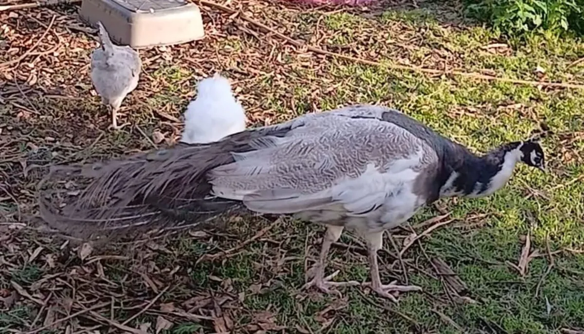 Peacock - Image 3