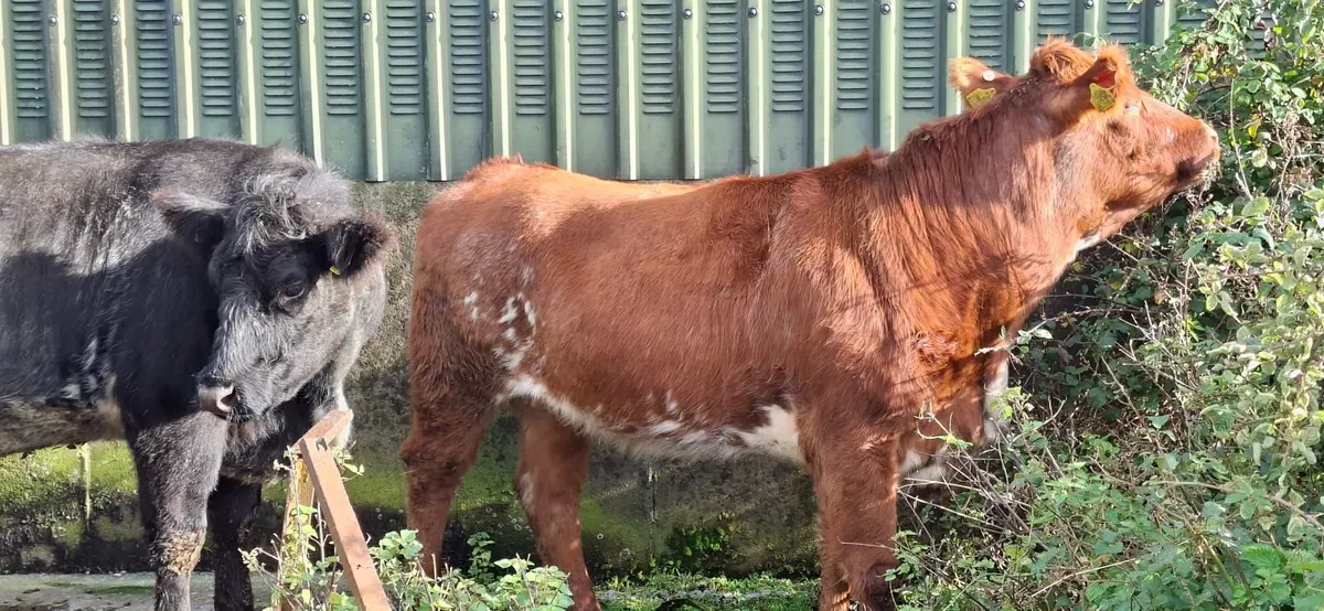 Roan Shorthorn Springers 5* - Image 1