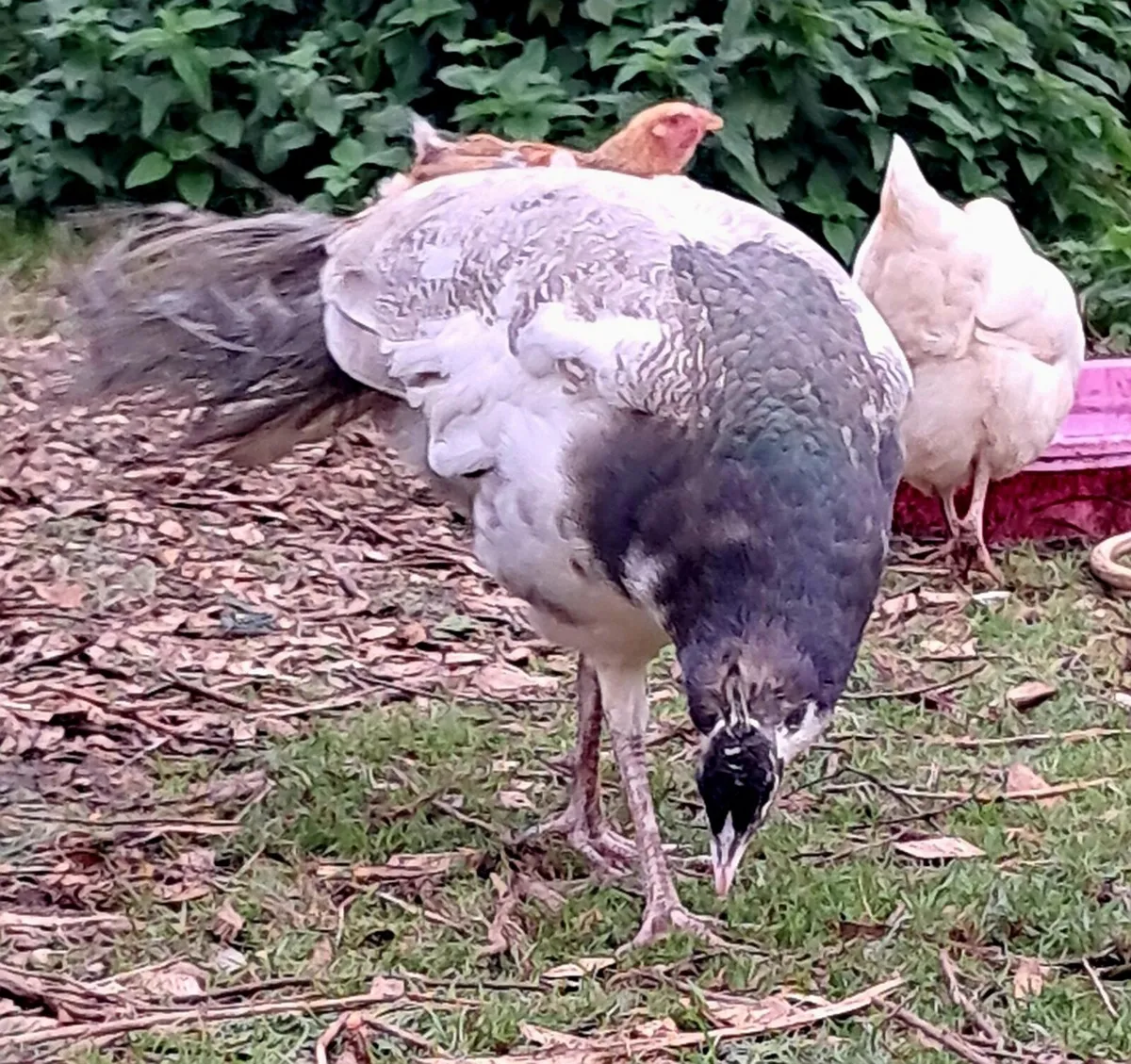Peacock - Image 1