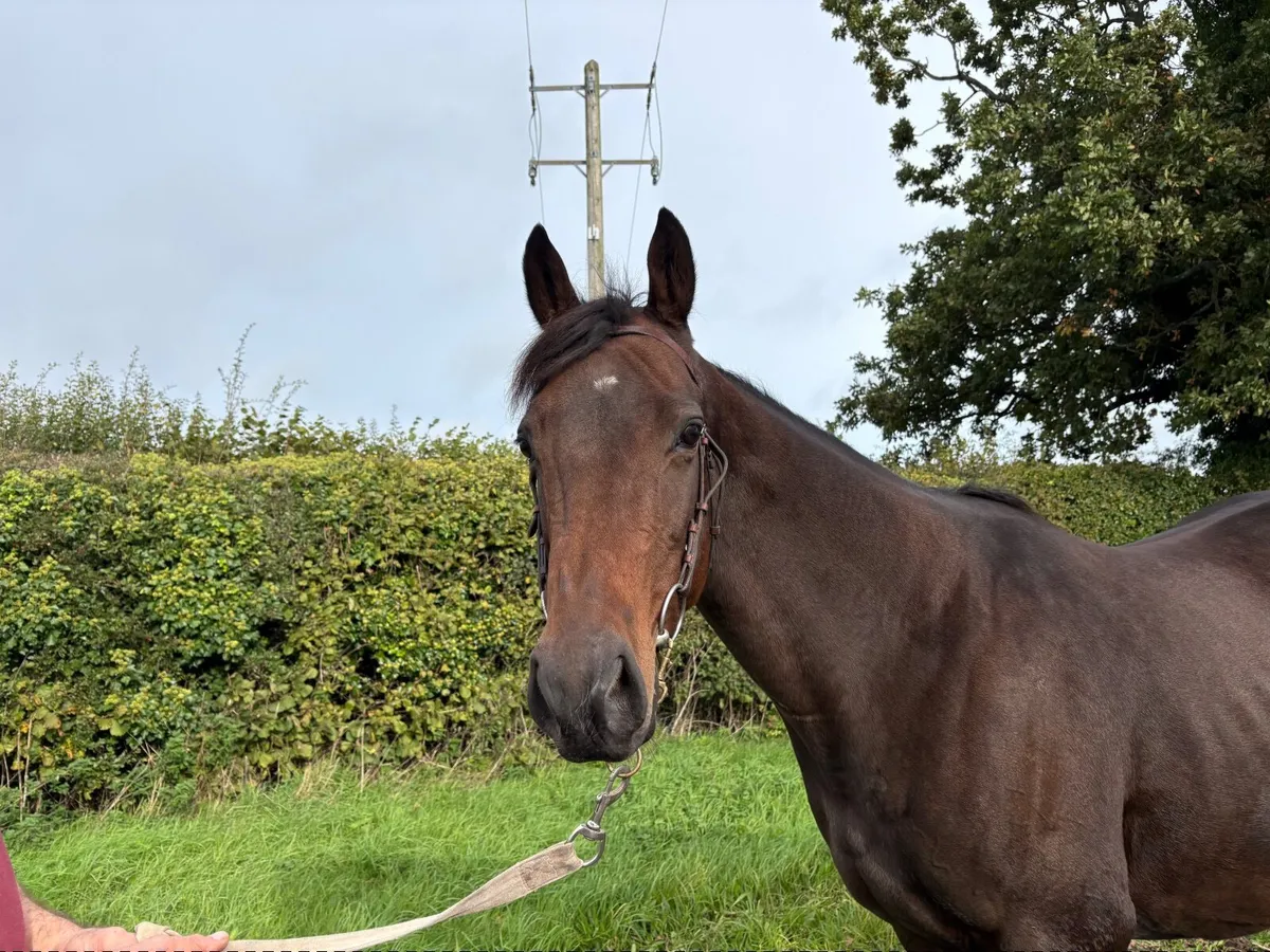 Broodmare - Image 2