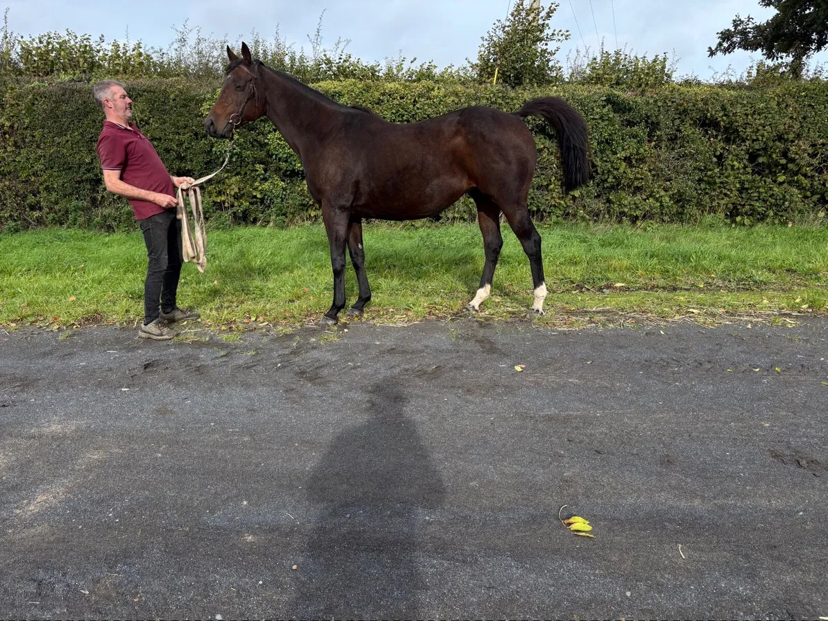 Broodmare - Image 3