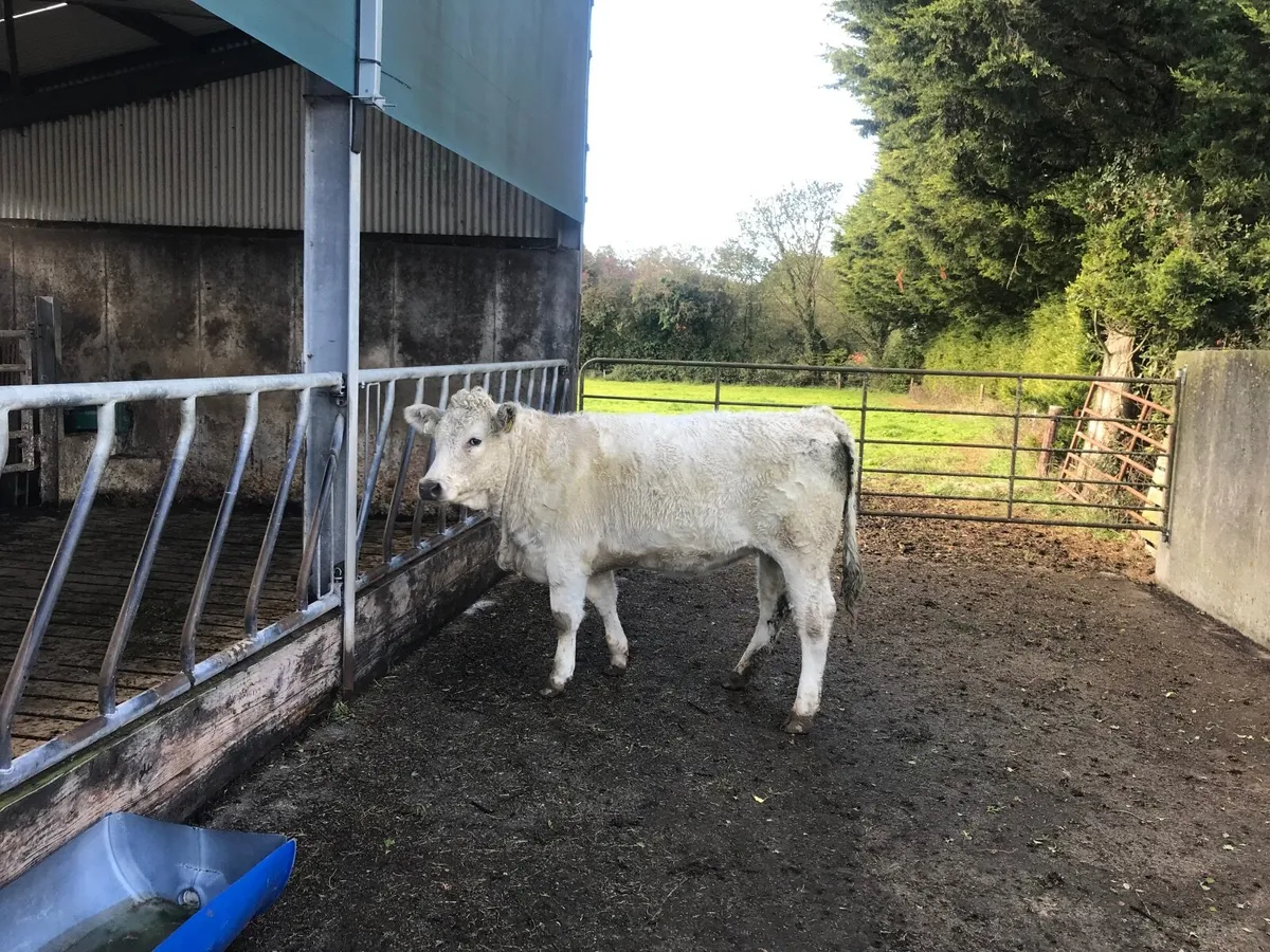Organic Continental Heifers - Image 2