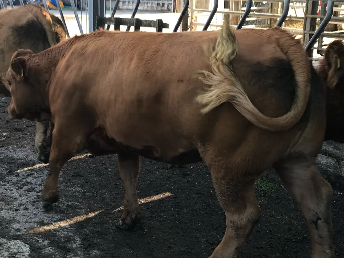 Organic Continental Heifers - Image 3