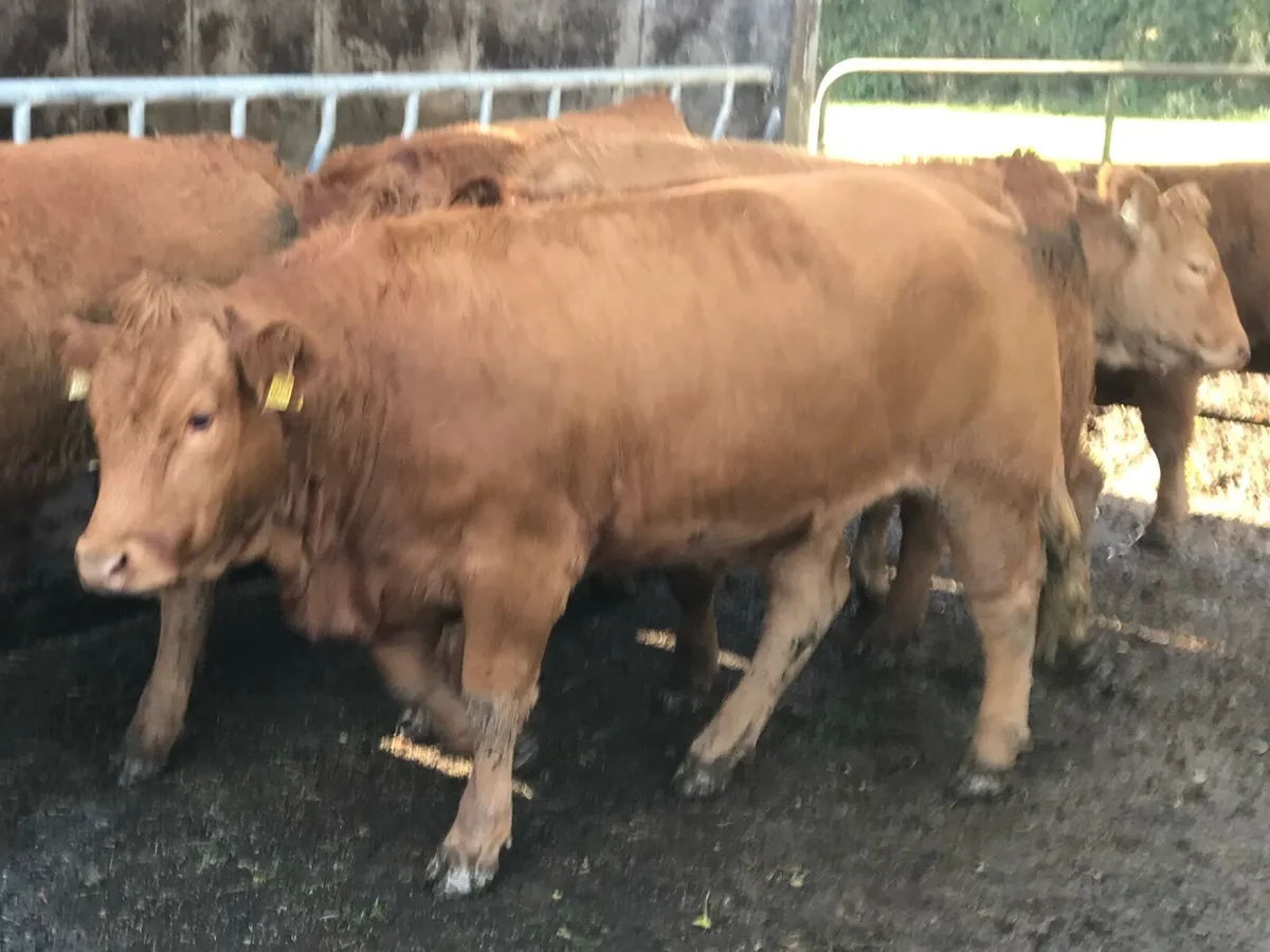 Organic Continental Heifers - Image 4