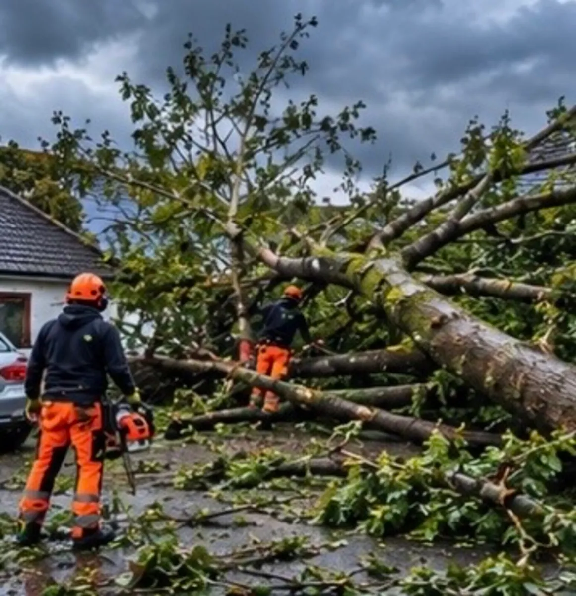Local tree surgeon - Image 1