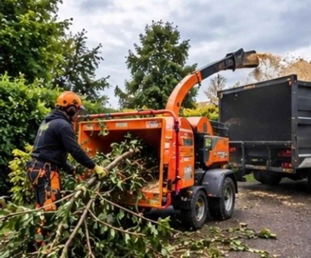 Local tree surgeon - Image 2