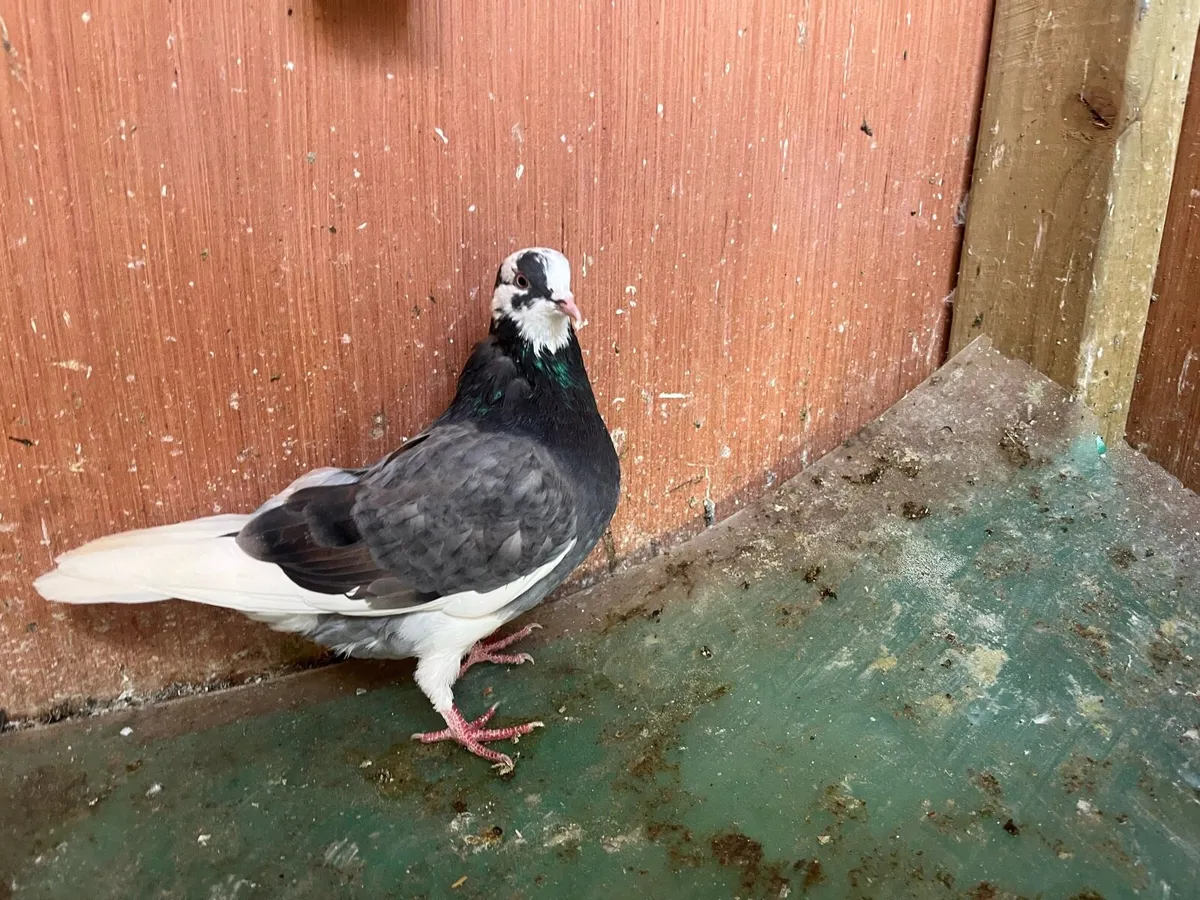 Pigeons - Image 1