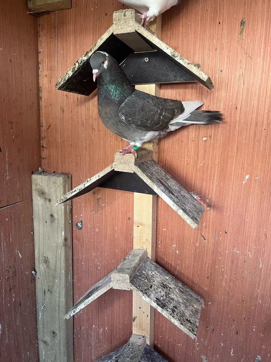 Pigeons - Image 2