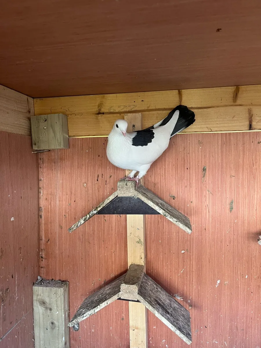 Pigeons - Image 3