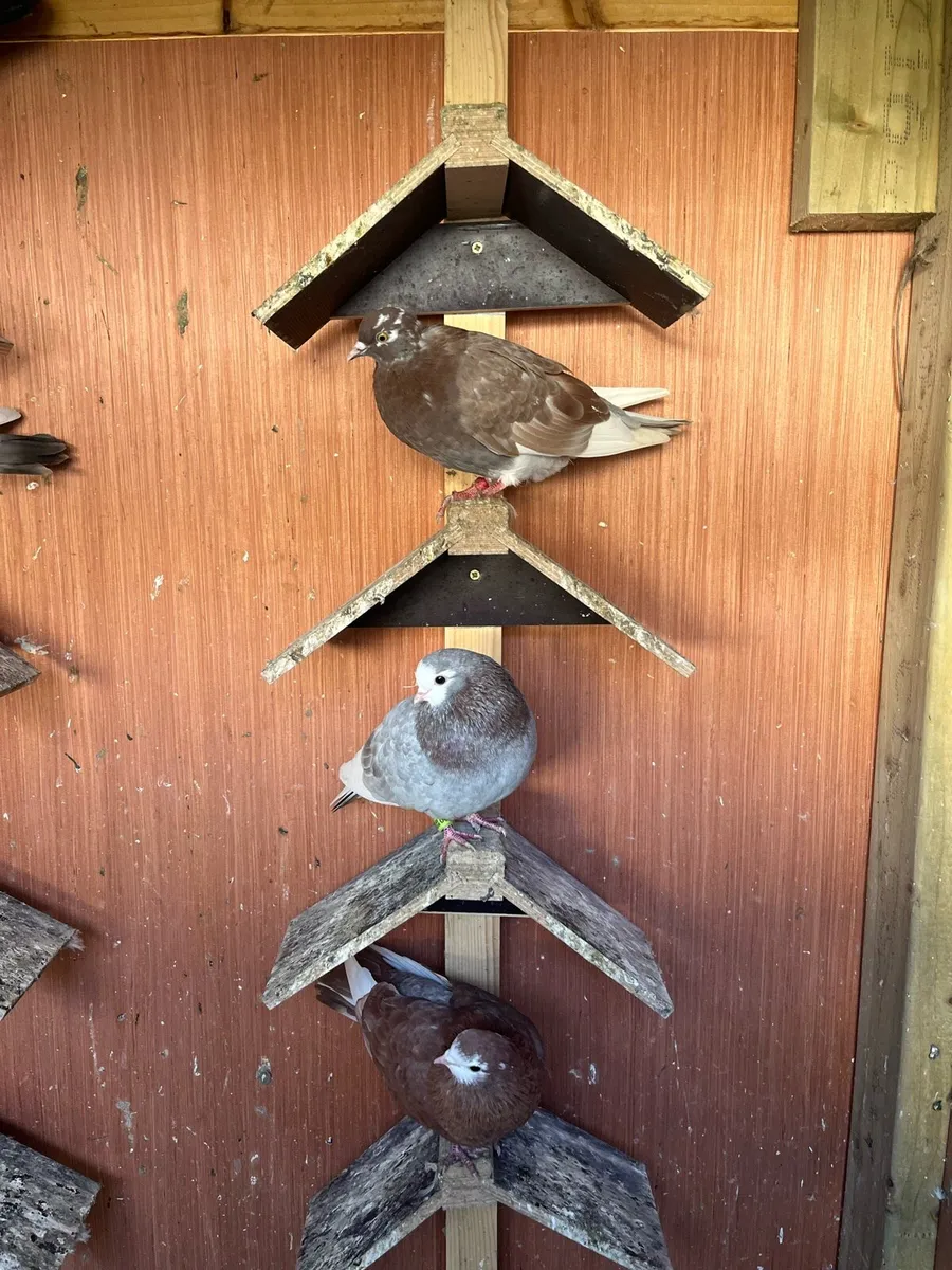 Pigeons - Image 4