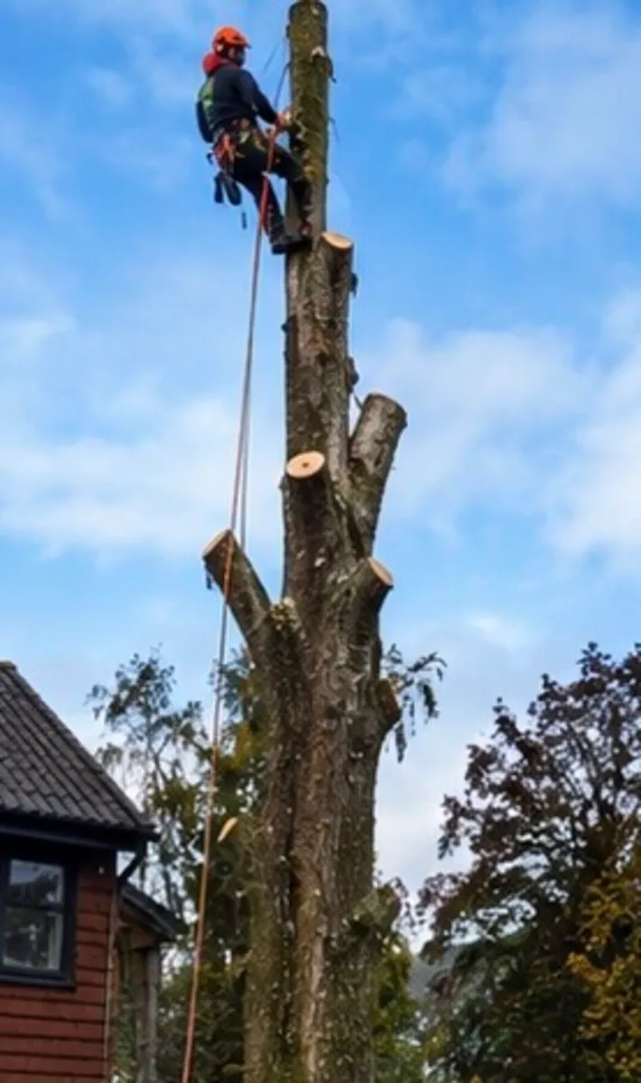 Local tree surgeon - Image 1
