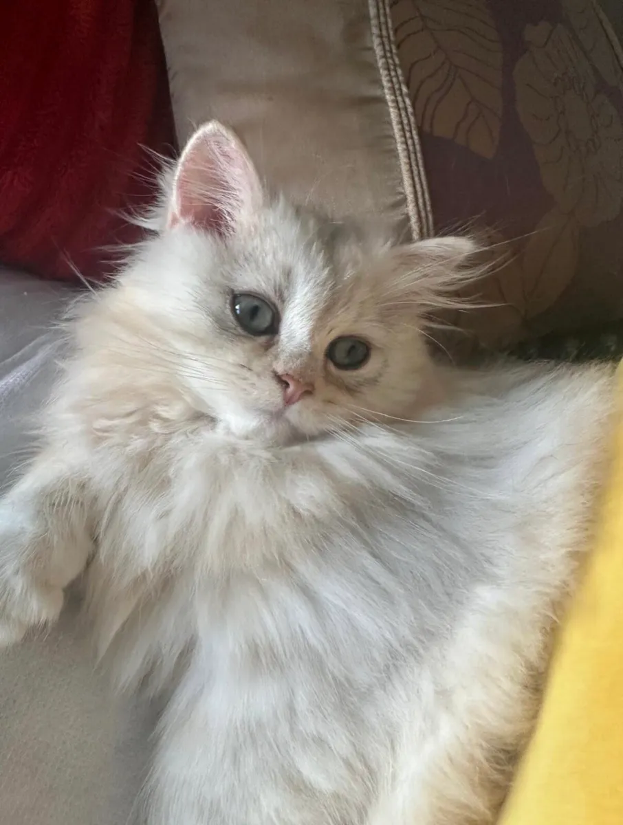 British Longhair - Image 1
