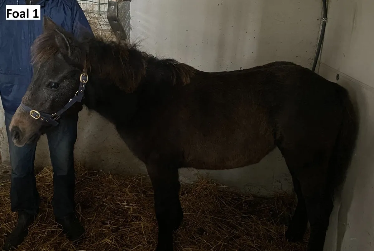 Connemara filly foals - Image 4