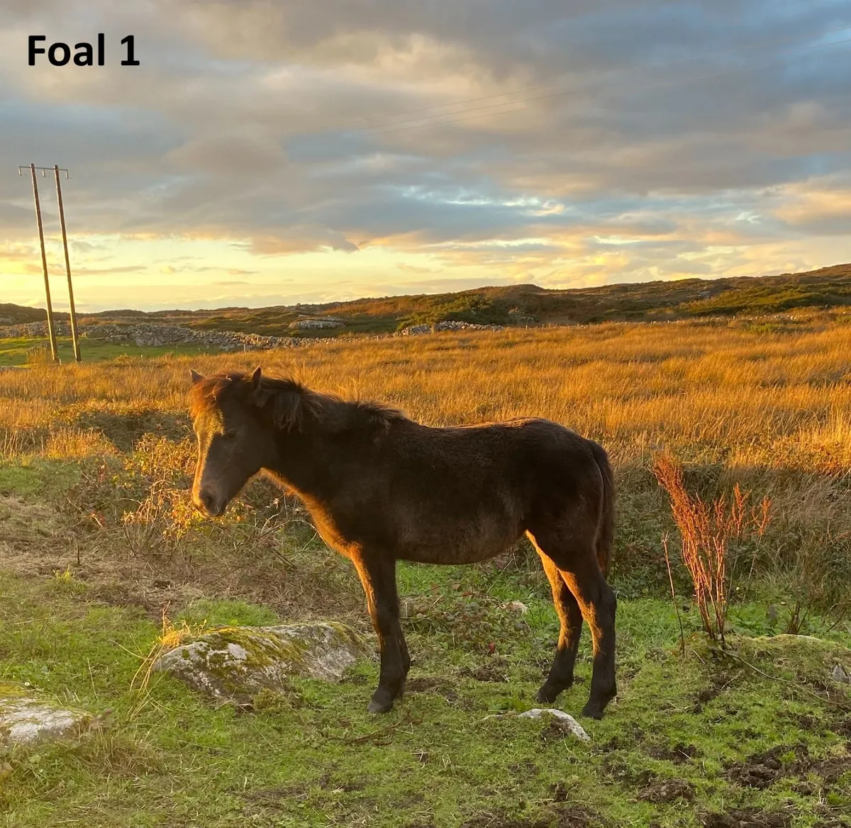 Connemara filly foals - Image 1