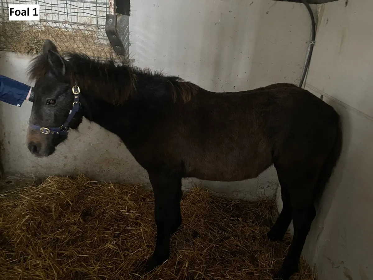 Connemara filly foals - Image 3