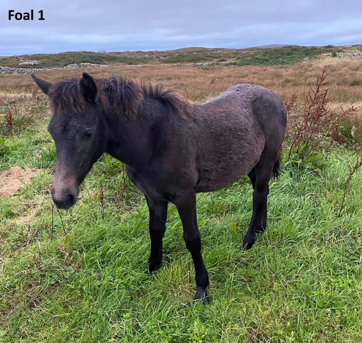 Connemara filly foals - Image 2