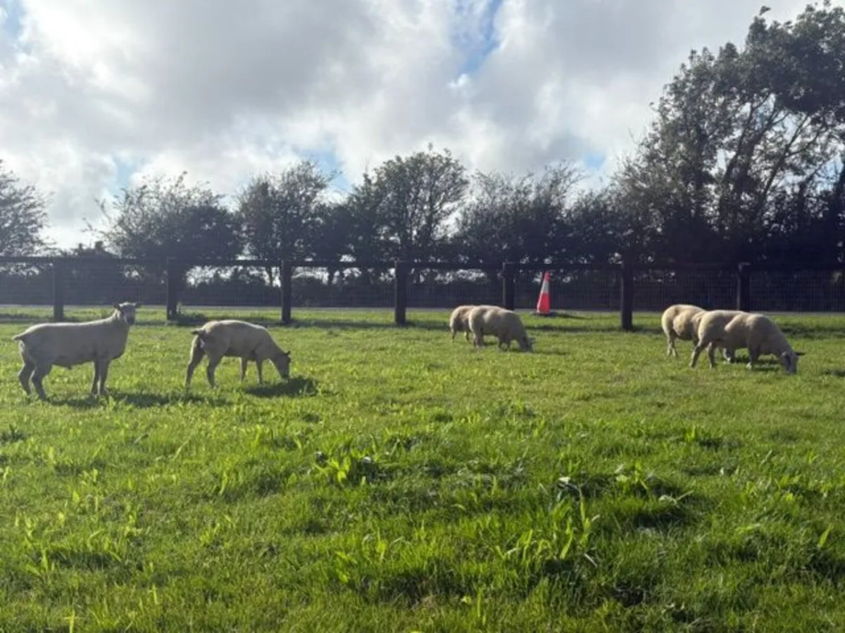 5 x  Pedigree Non Reg Charollais Ewes - Image 2