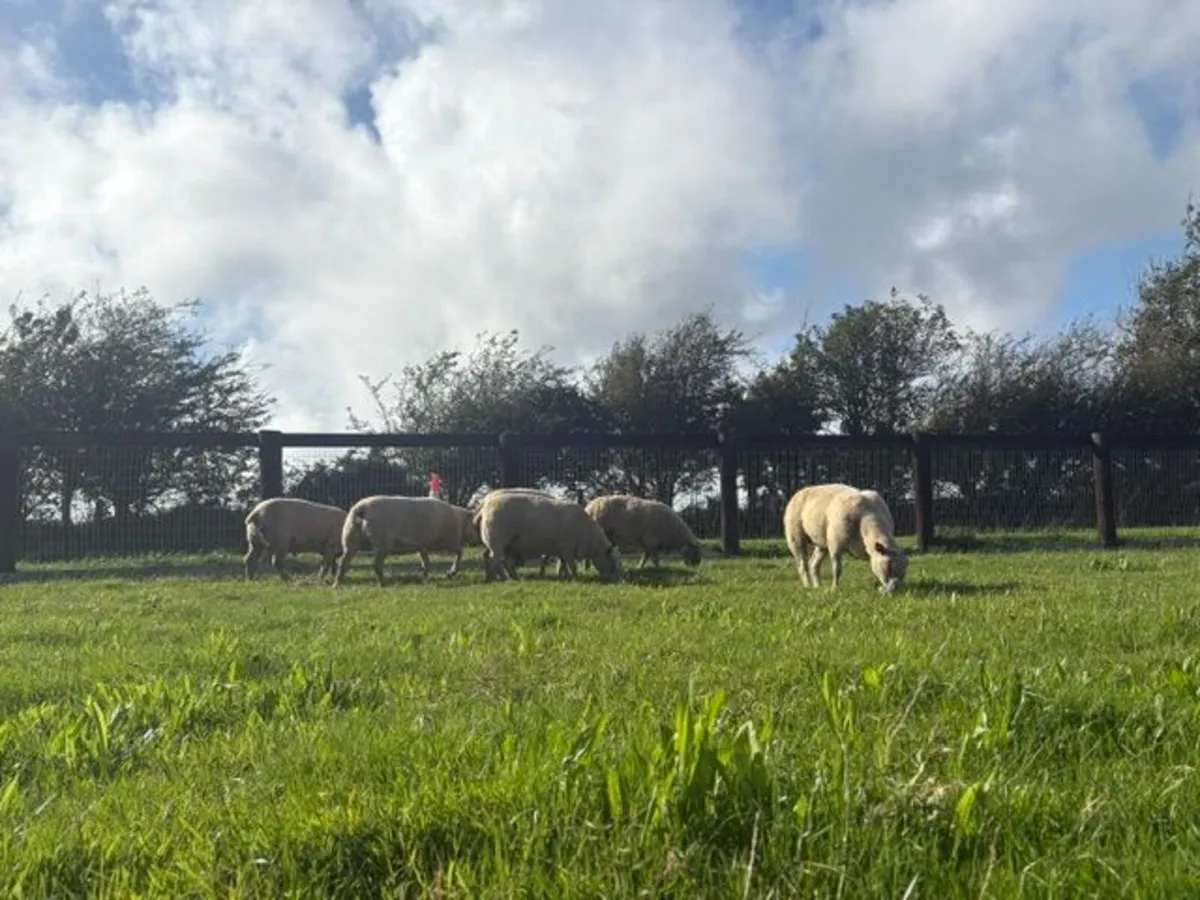 5 x  Pedigree Non Reg Charollais Ewes - Image 1