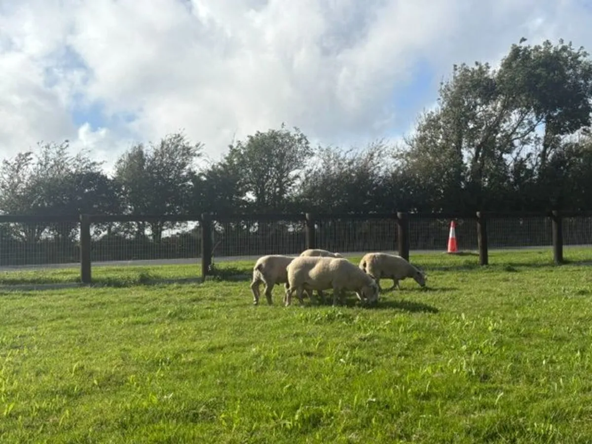 5 x  Pedigree Non Reg Charollais Ewes - Image 4