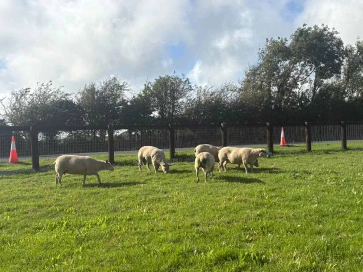 5 x  Pedigree Non Reg Charollais Ewes - Image 3