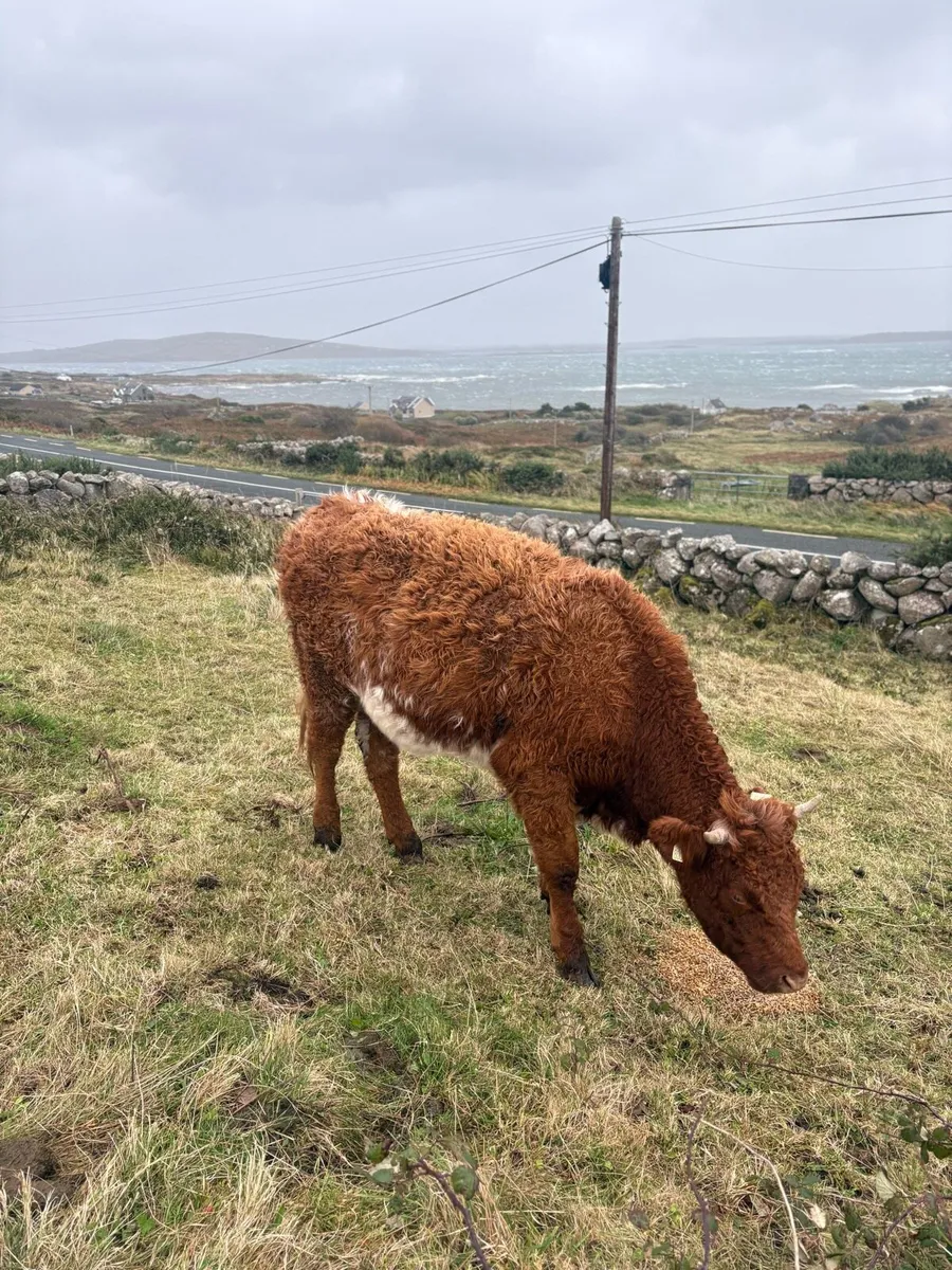 Roan Heifer - Image 1