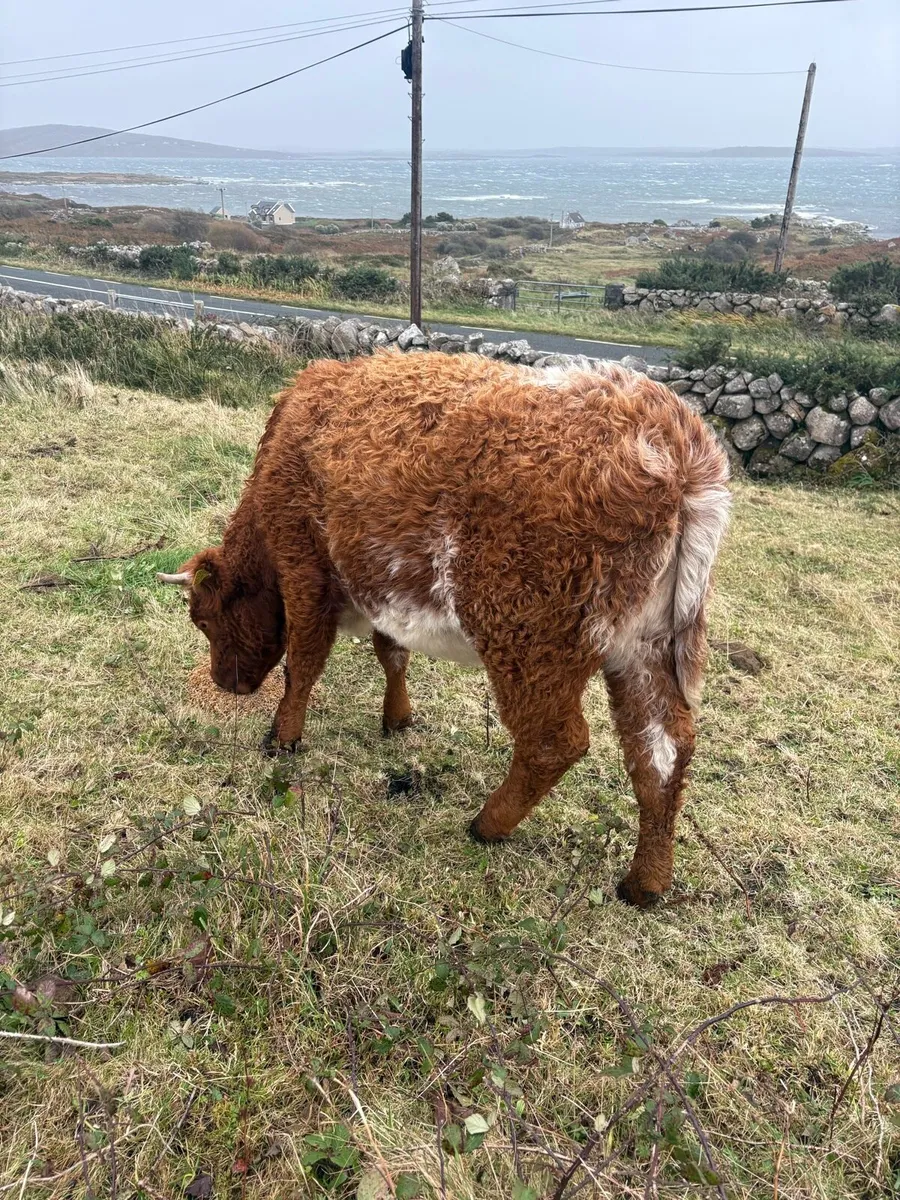 Roan Heifer - Image 2