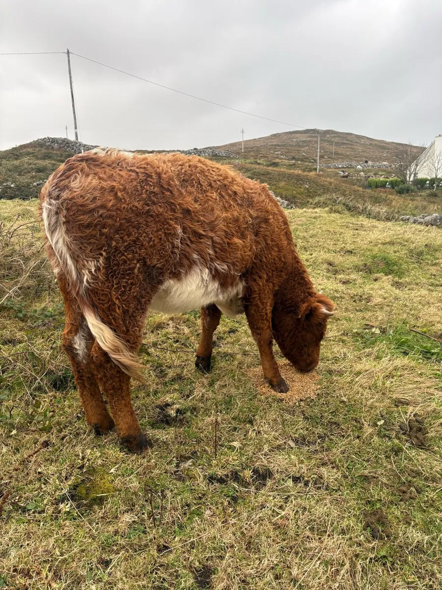 Roan Heifer - Image 3