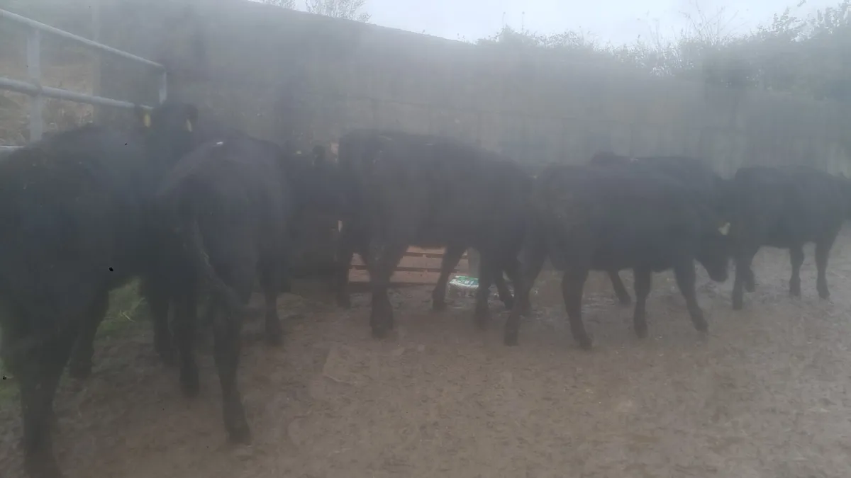 Angus heifers - Image 3
