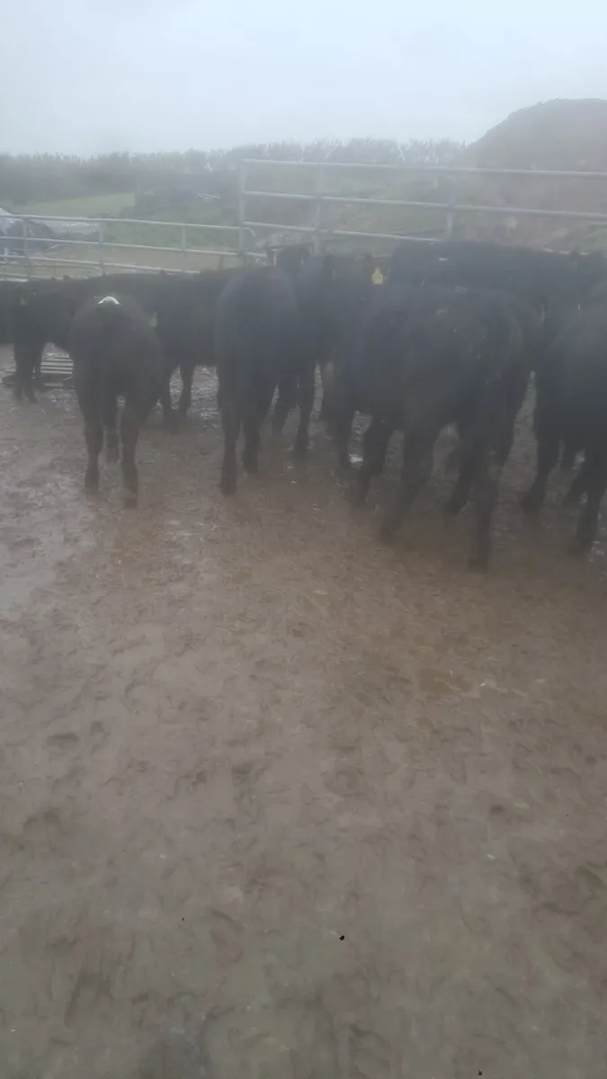 Angus heifers - Image 2