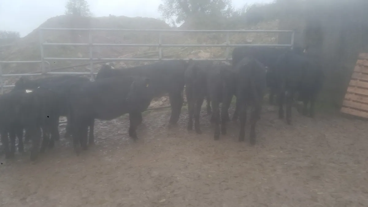 Angus heifers - Image 4