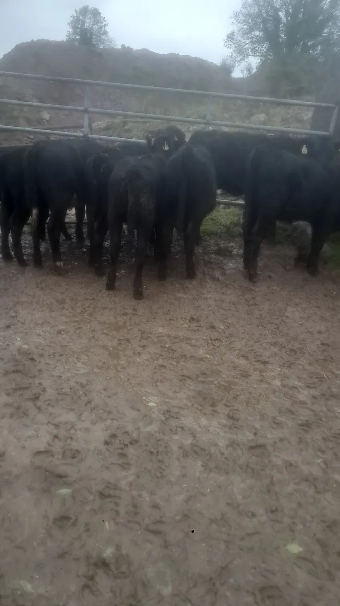 Angus heifers - Image 1