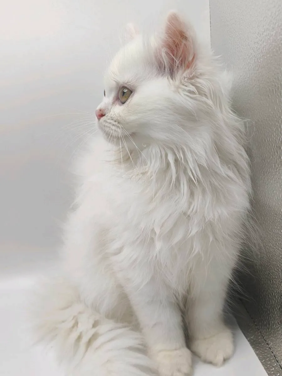 Cat - Image 4