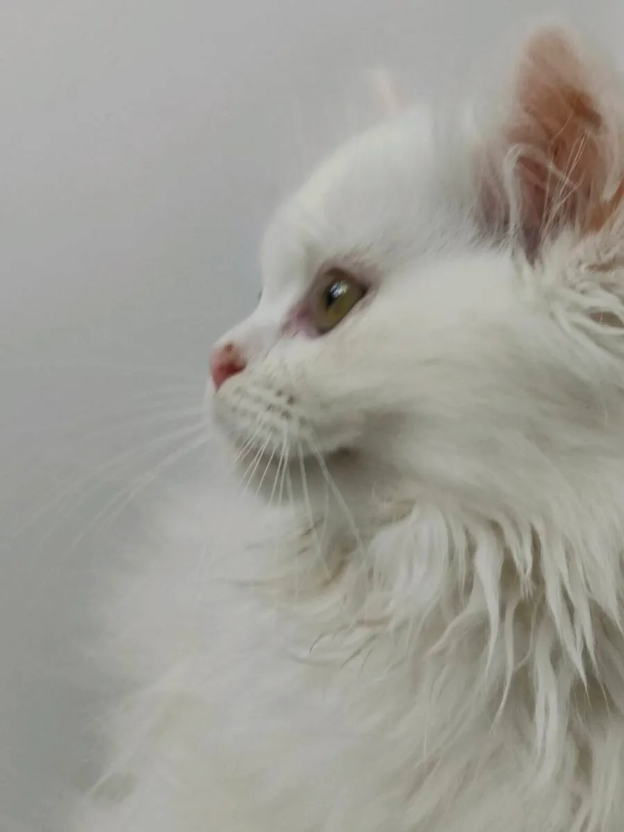 Cat - Image 1
