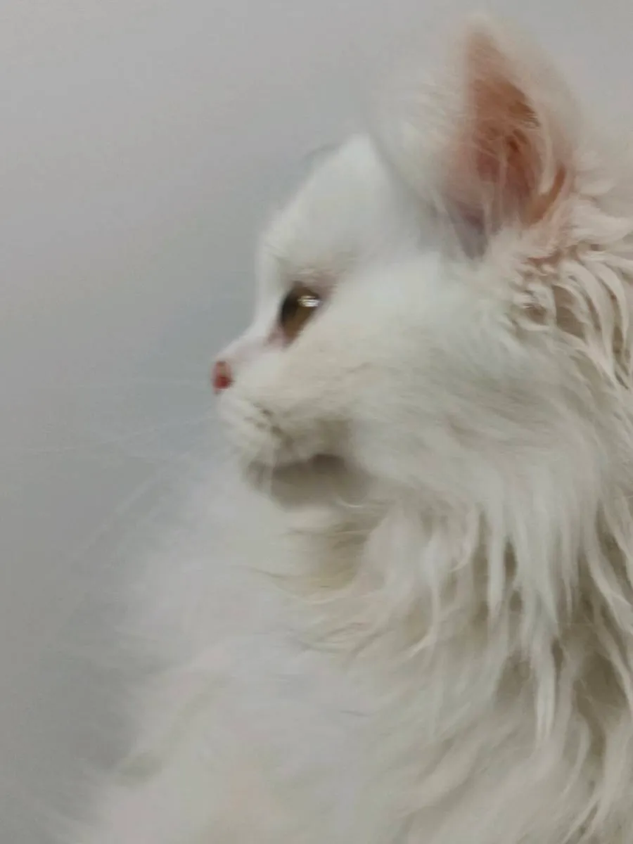 Cat - Image 2