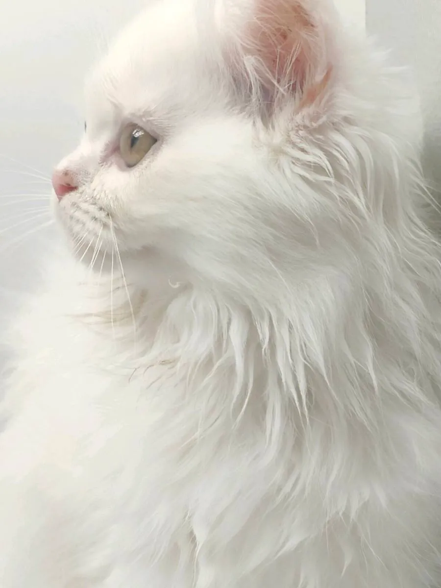 Cat - Image 3
