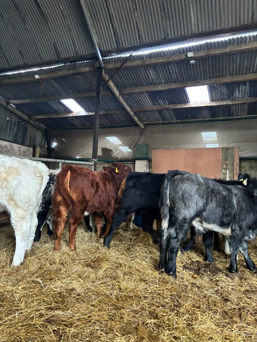 Suckler bred weanlings - Image 1