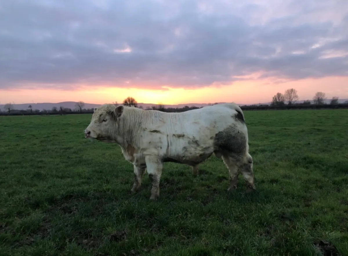 5⭐️Charolais Bull - Image 1
