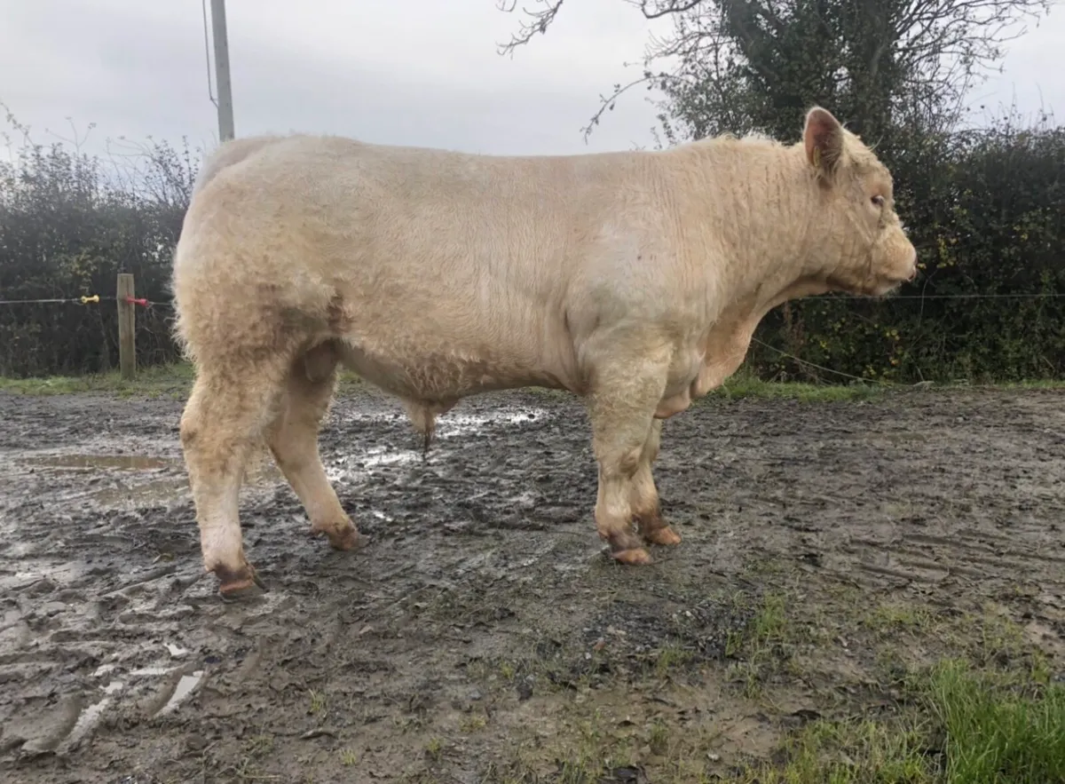 5⭐️Charolais Bull - Image 2