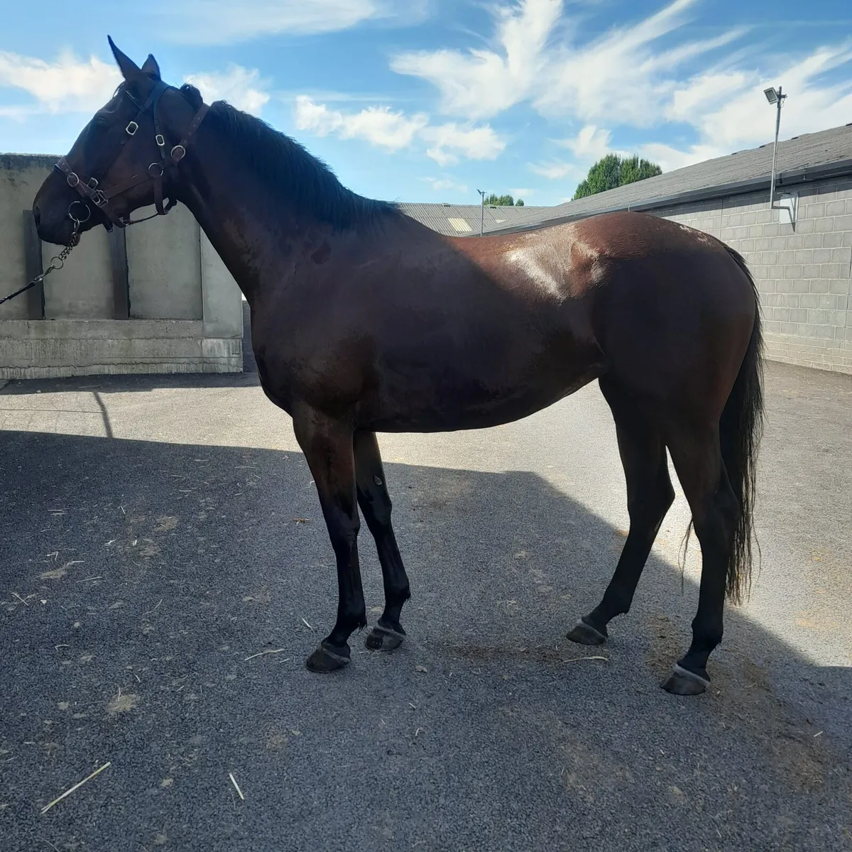 3 year Maxios NH filly - Image 2