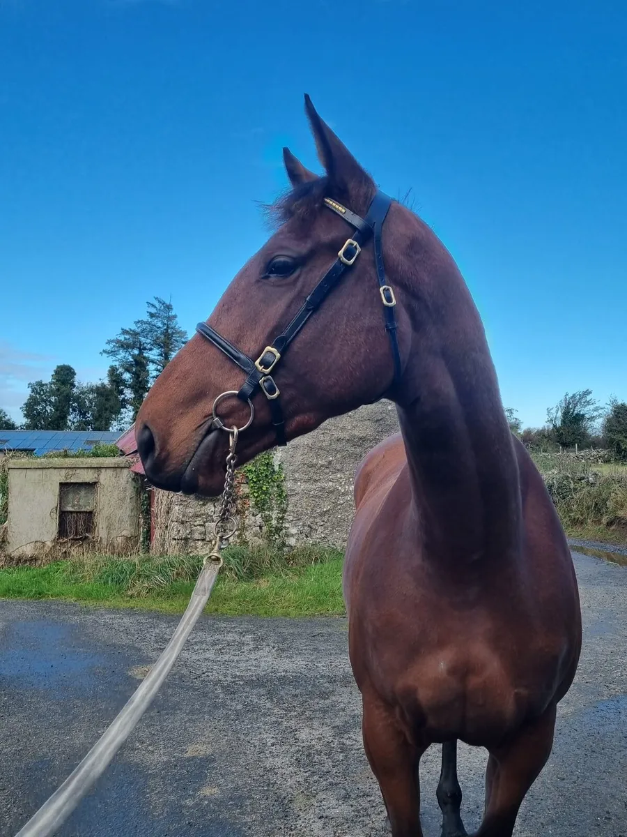 3 year Maxios NH filly - Image 3