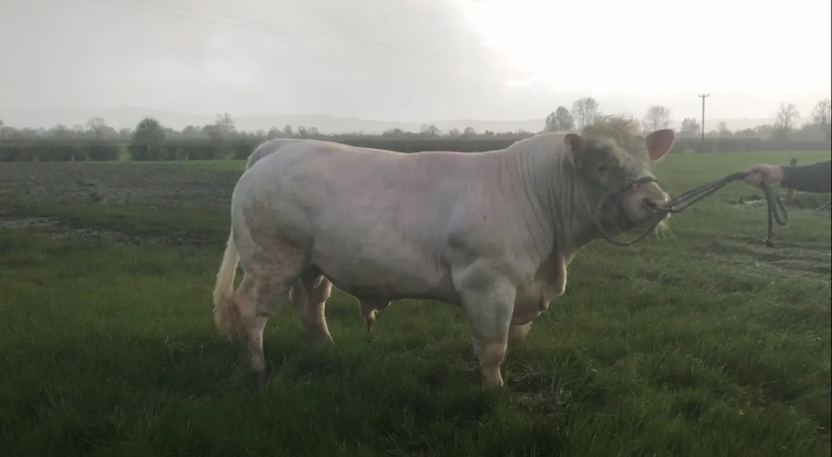 5⭐️Charolais Bull - Image 3